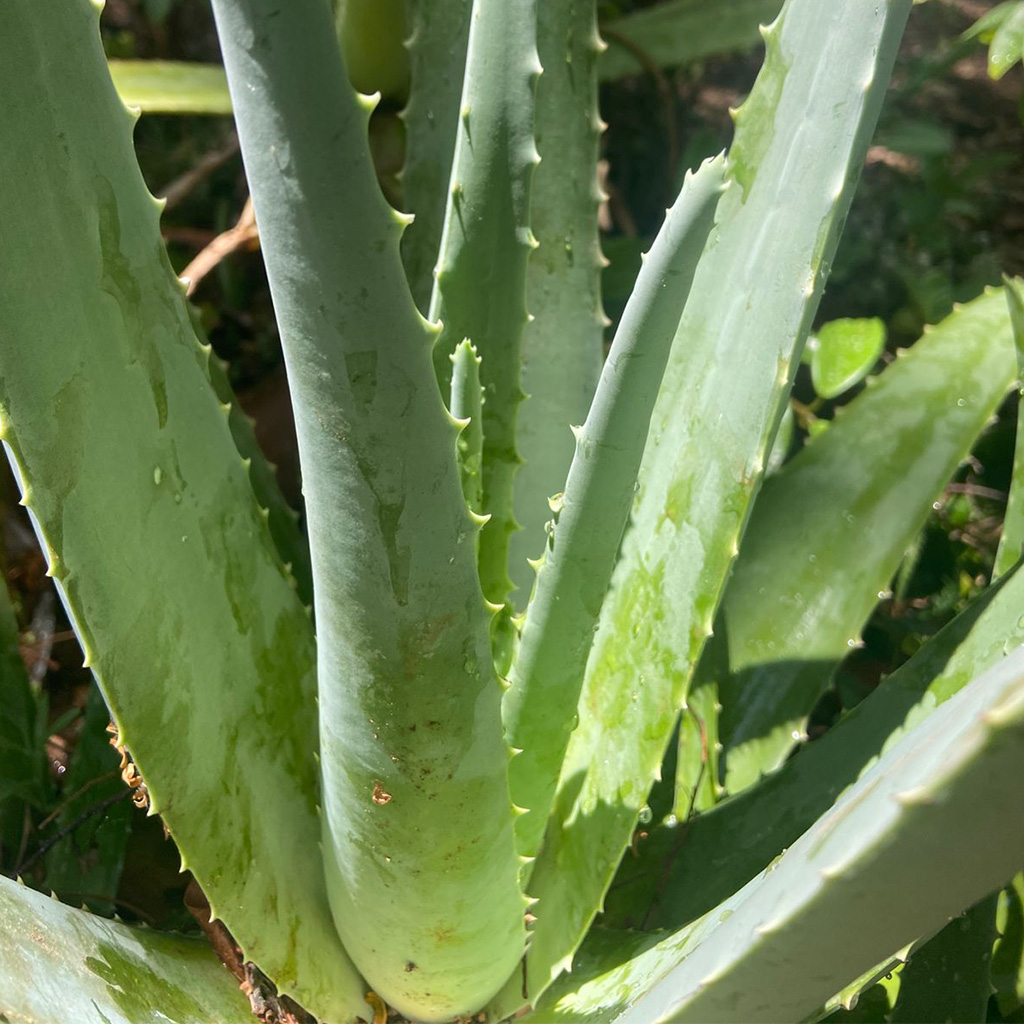 Aloe Vera