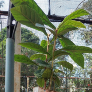 muda de árvore com folhas grandes e verdes plantada em um saco de papel