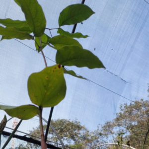 Muda de jatobá com folhas verdes claro