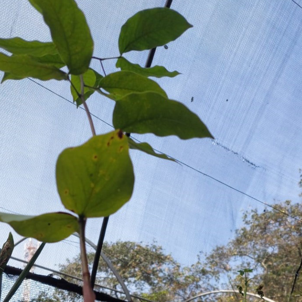 Muda de jatobá com folhas verdes claro