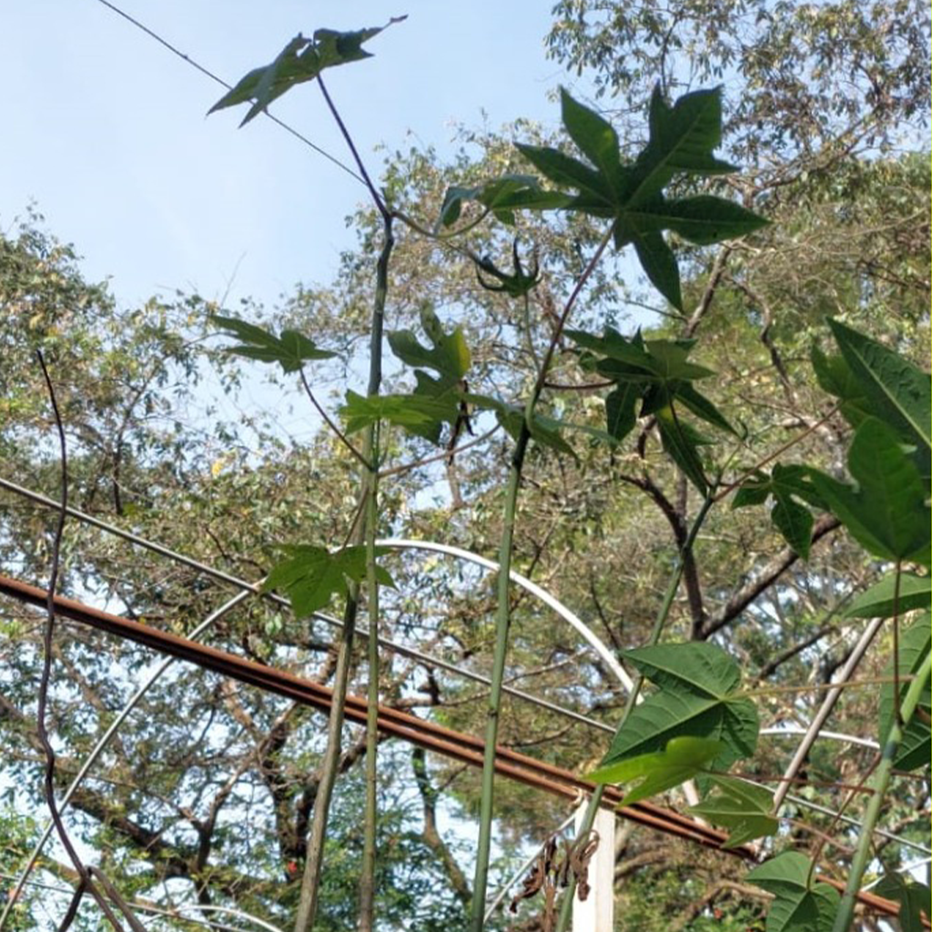 Muda de mamão com folhas verdes plantada em um vaso de plástico